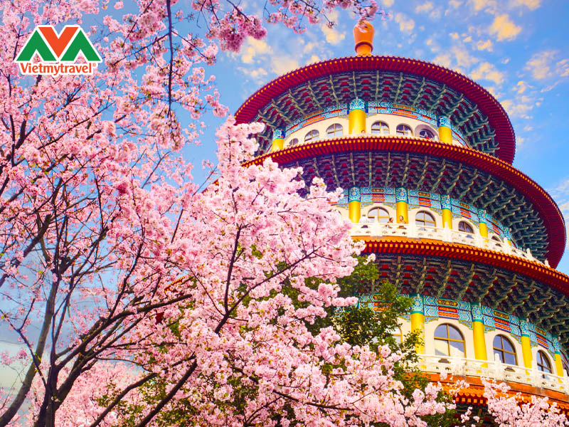 tour-dai-loan-mua-hoa-anh-dao