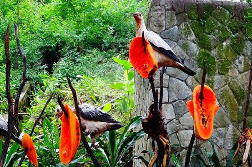 Vé tham quan vườn chim, công viên các loài bướm, vườn lan Malaysia