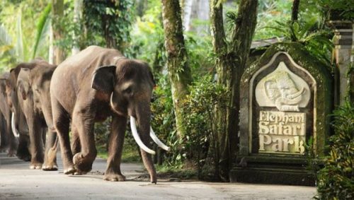 Vé tham quan công viên Elephant Safari Park