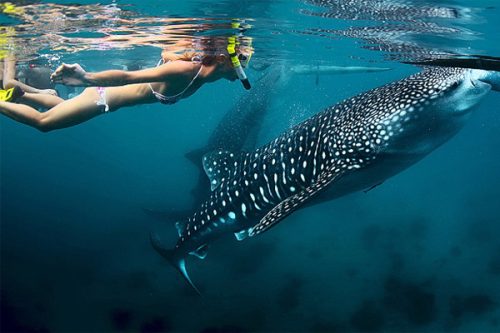 Vé du ngoạn và vui chơi cùng cá mập voi Cebu