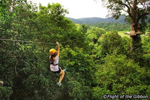 Vé Flight of the Gibbon™ Zipline Canopy Angkor