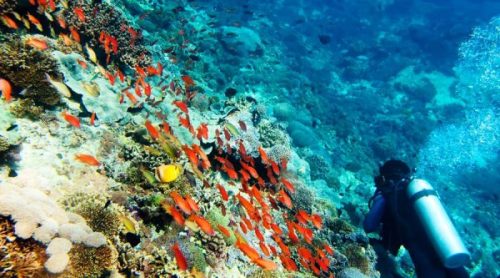 Vé Phiêu lưu lặn biển cho người mới bắt đầu tại Nusa Dua