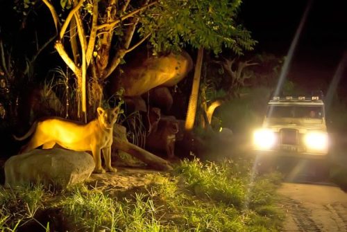 Vé tham quan Night Safari
