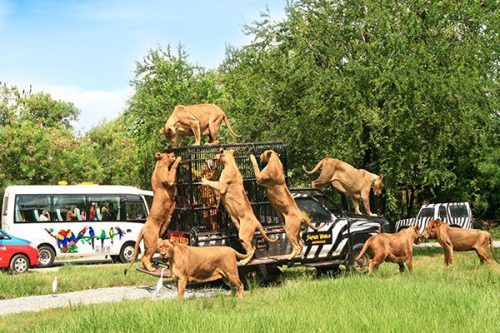 Vé tham quan Safari World Bangkok