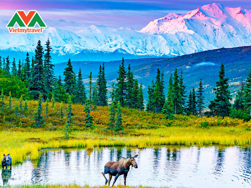 cong-vien-quoc-gia-denali