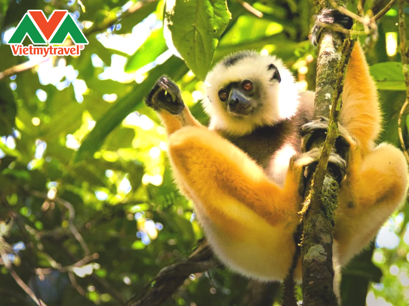 cong-vien-quoc-gia-analamazaotra