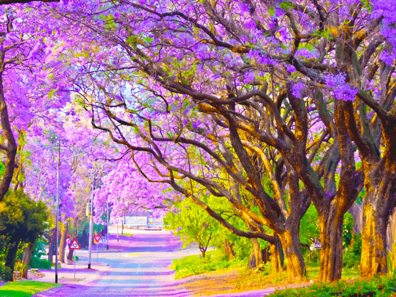 du-lich-nam-phi-mua-phuong-tim