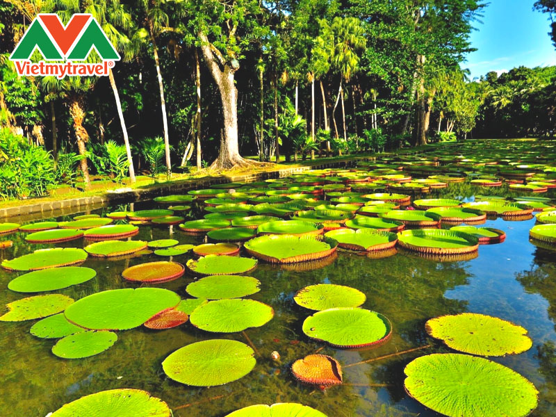 pamplemousses-garden