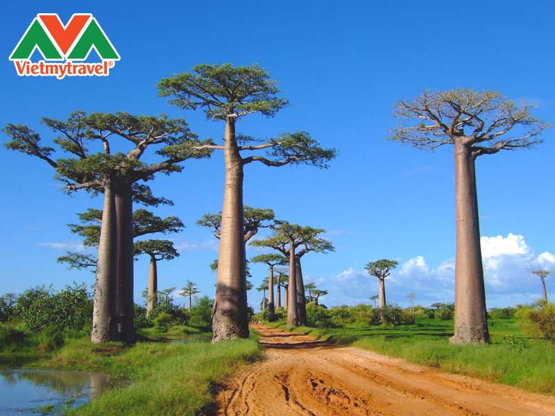 rung-mua-nhiet-doi-kirindy