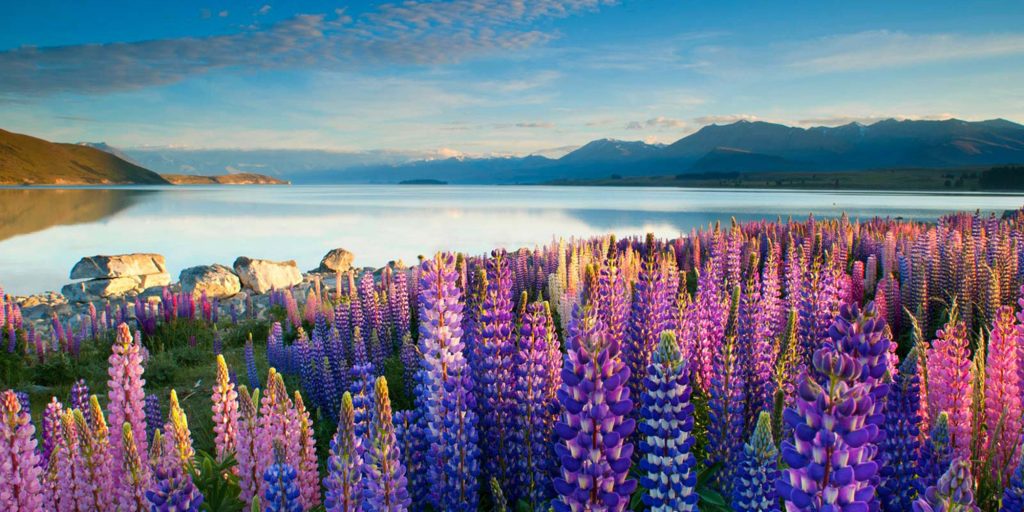 du lịch new zealand vietmytravel