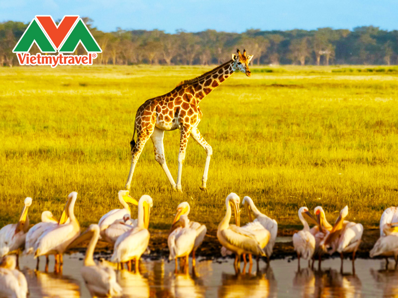 cong-vien-quoc-gia-ho-nakuru