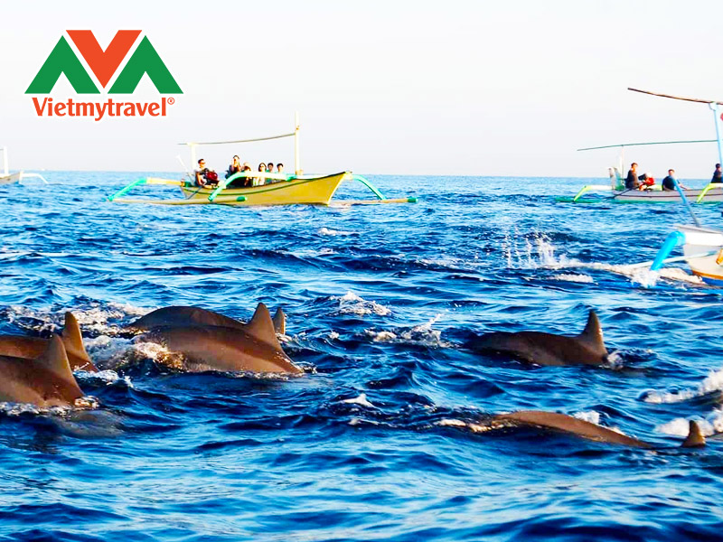 tour-ngam-ca-heo-o-bien-an-do-duong