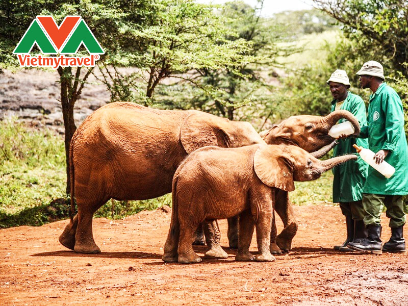 trung-tam-nuoi-duong-voi-con-sheldrick