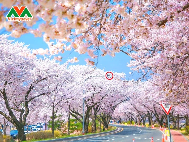 duong-huandao-han-quoc