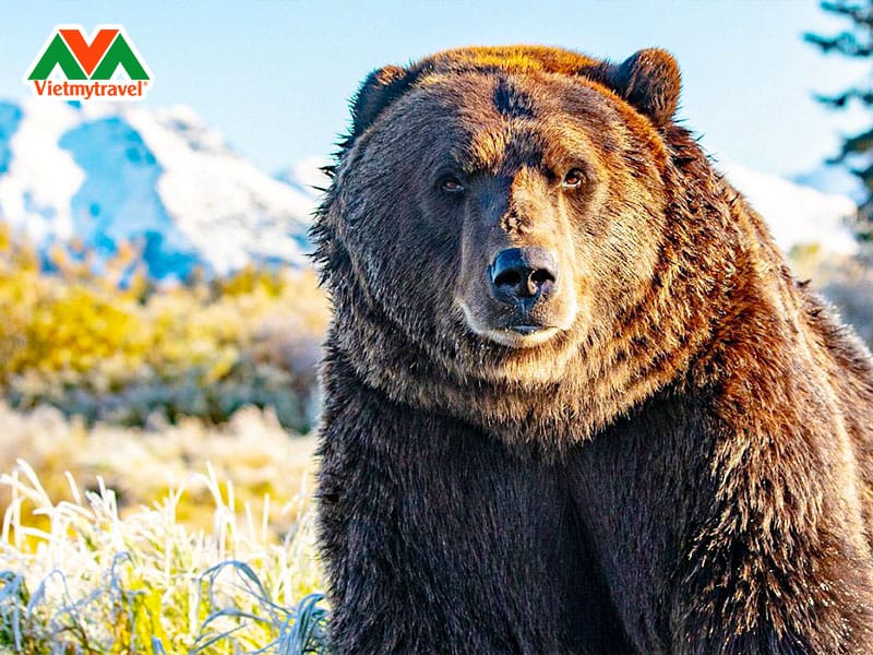 trung-tam-bao-ton-dong-vat-hoang-da-alaska