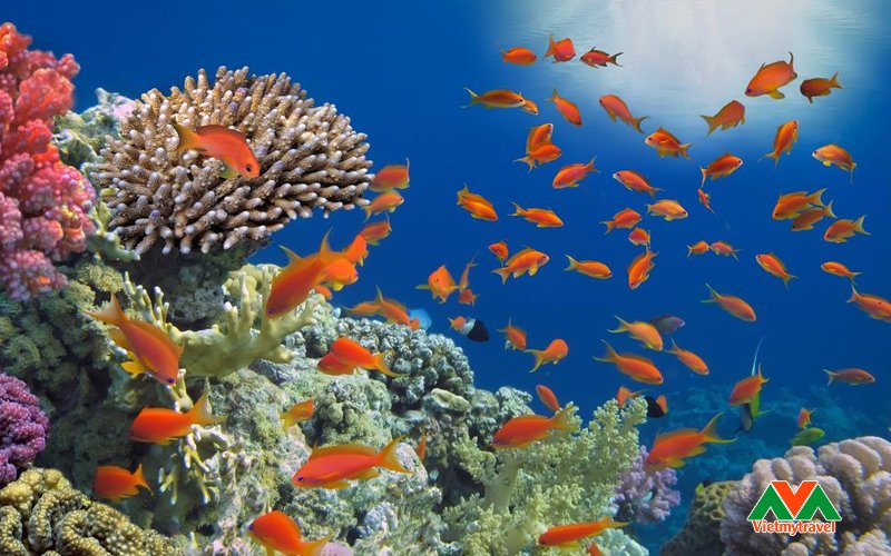 Great Barrier - Rạn san hô nổi tiếng tại Úc