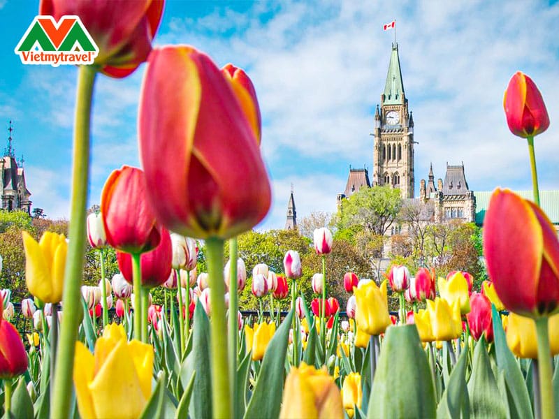 canadian-tulip-festival