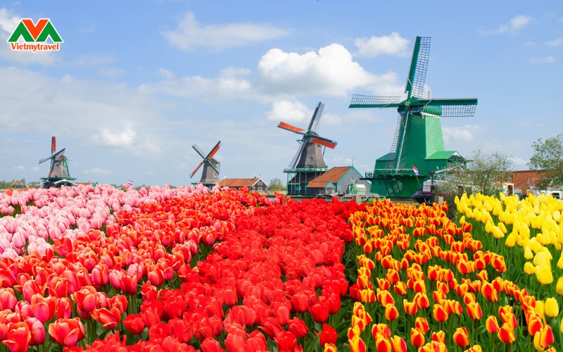 tour-chau-au-tham-quan-Zaanse-Schans