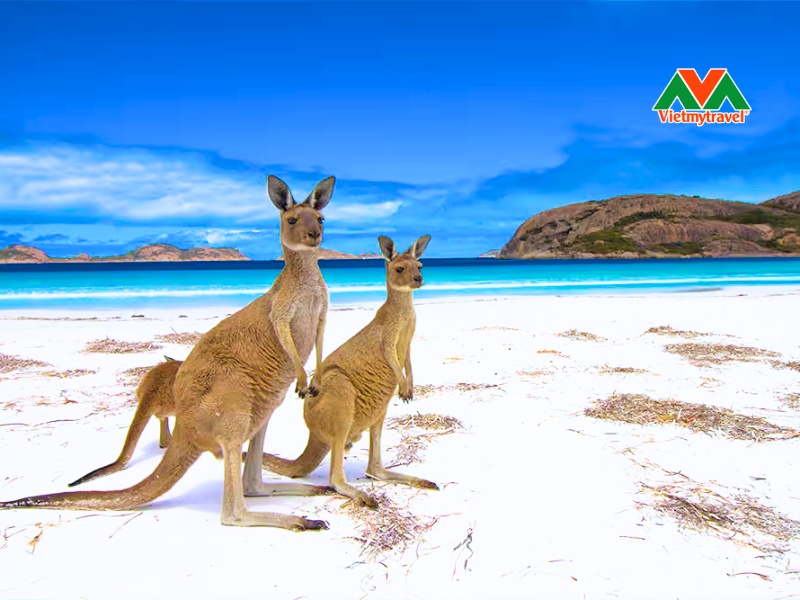 Đảo Kangaroo