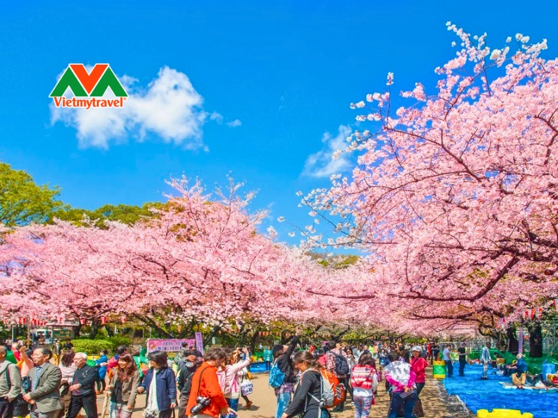 le-hoi-hoa-anh-dao-hanami