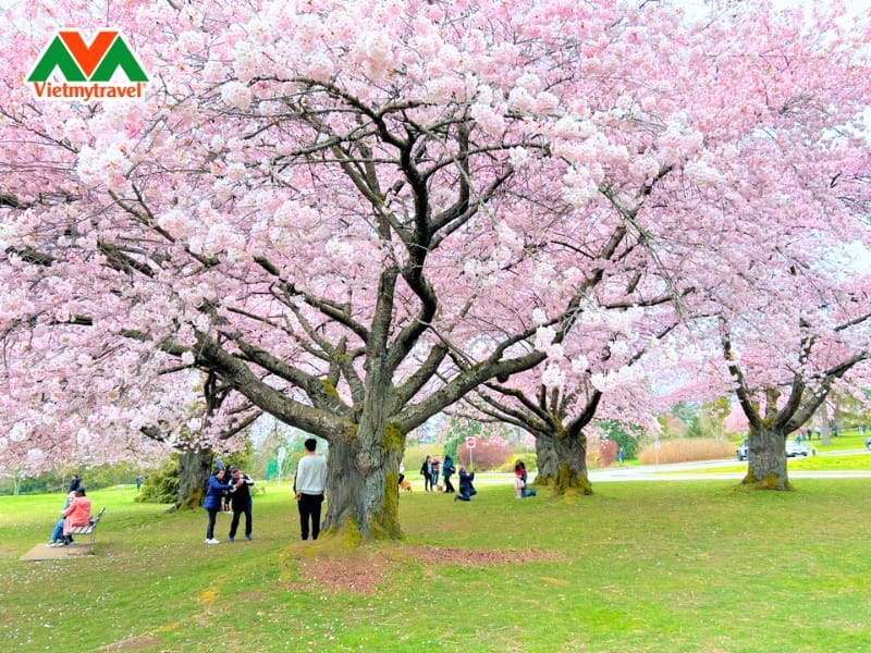 cong-vien-stanley-park-mua-hoa-anh-dao