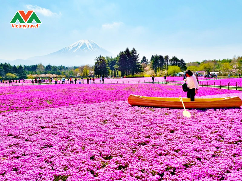 fuji-shibazakura