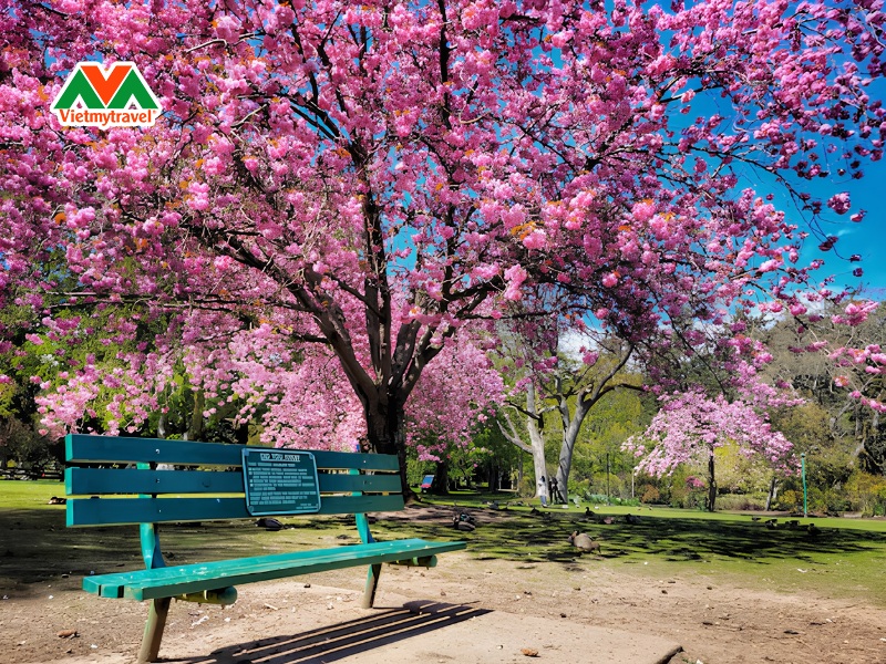 beacon-hill-park-mua-hoa-anh-dao