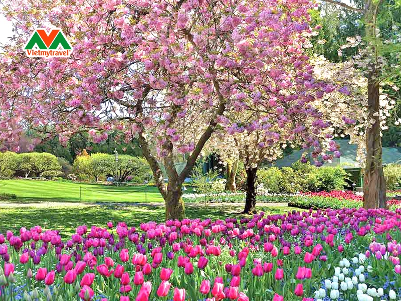 butchart-gardens-mua-hoa-anh-dao