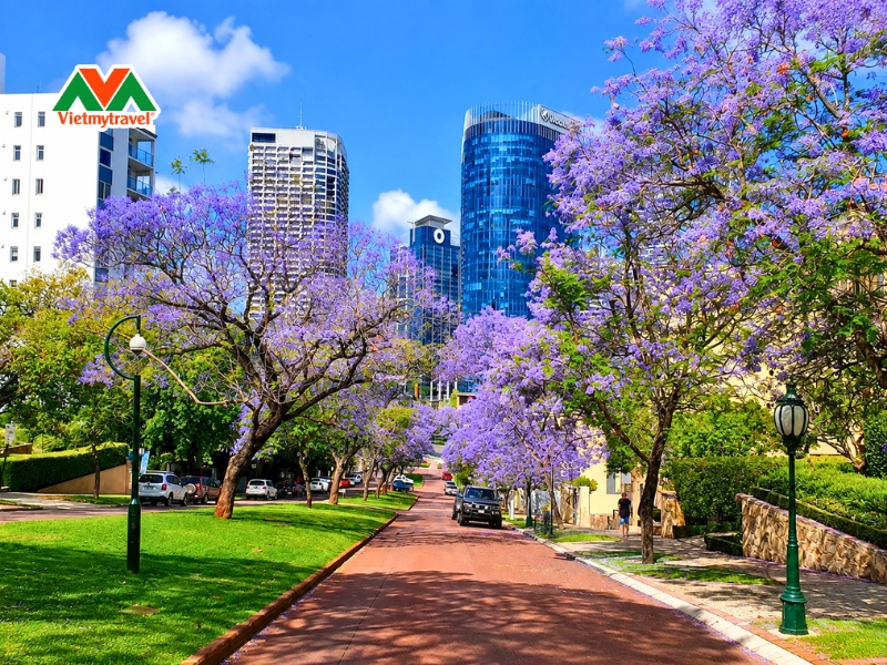 cong-vien-king's-park -mua-hoa-phuong-tim-nuoc-uc