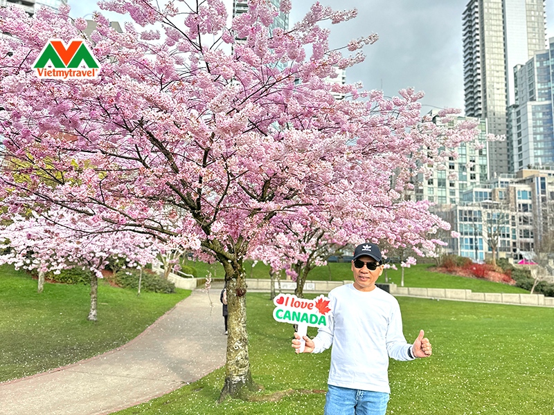 du-lich-canada-ngam-hoa-anh-dao-de-dang-cung-vietmytravel
