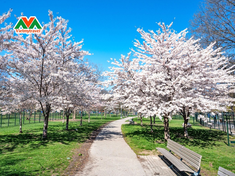 high-park-cherry-blossoms
