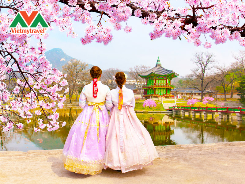 tour-han-quoc-mua-hoa-anh-dao