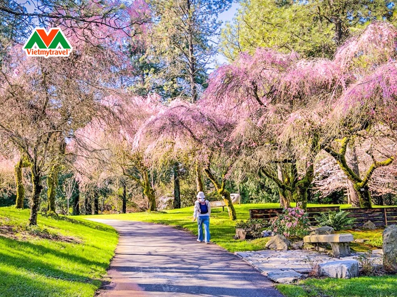 vandusen-cherry-blossoms