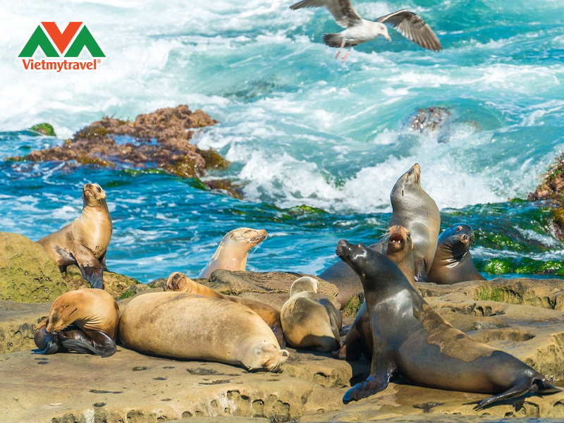 dao-ngoc-la-jolla-cove